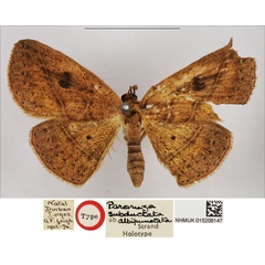 /filer/webapps/moths/media/images/A/albipunctata_Paroruza_HT_NHMUK.jpg