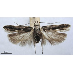 /filer/webapps/moths/media/images/C/commaculata_Telphusa_PLT_TMSA.jpg