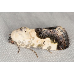/filer/webapps/moths/media/images/D/discoidea_Acontia_A_Heyns_01.JPG