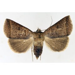 /filer/webapps/moths/media/images/A/andersoni_Pantydia_AF_TMSA_02.jpg