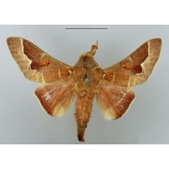 /filer/webapps/moths/media/images/C/carinata_Streblote_AM_TMSA.jpg