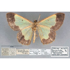 /filer/webapps/moths/media/images/D/denticincta_Zamarada_PLTM_OUMNH_02.jpg