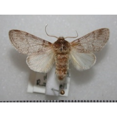 /filer/webapps/moths/media/images/P/pergrisea_Epicerura_AM_Revell.JPG