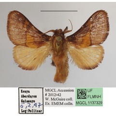 /filer/webapps/moths/media/images/C/cinnamomarea_Latoia_A_MGCLa_01.JPG