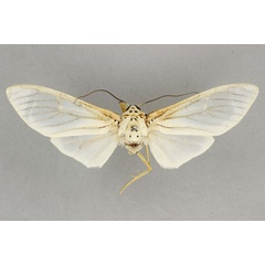 /filer/webapps/moths/media/images/B/bubo_Amerila_HT_BMNH.jpg