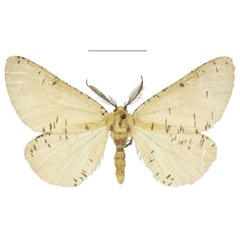 /filer/webapps/moths/media/images/C/castus_Rhodophthitus_STM_NHMUK_02.jpg