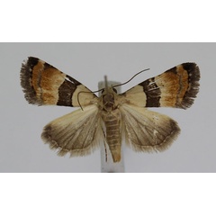 /filer/webapps/moths/media/images/M/mesozona_Pseudozarba_A_JMonks_03.jpg