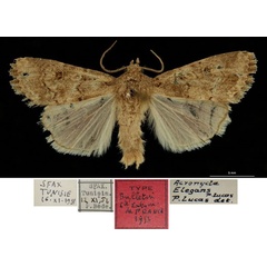 /filer/webapps/moths/media/images/E/elegans_Acronicta_HT_RBINS.jpg