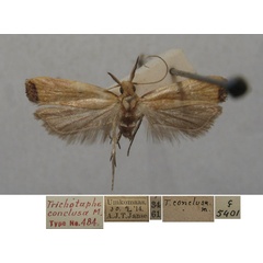 /filer/webapps/moths/media/images/C/conclusa_Trichotaphe_HTM_TMSA.jpg