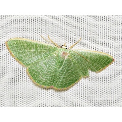 /filer/webapps/moths/media/images/P/pictifimbria_Prasinocyma_A_Braun.jpg