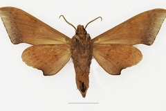 Neopolyptychus convexus