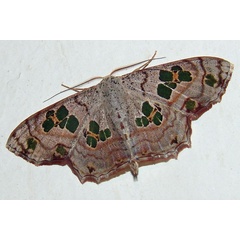 /filer/webapps/moths/media/images/C/callibotrys_Antitrygodes_AM_MCJM.jpg