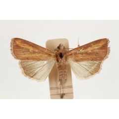 /filer/webapps/moths/media/images/L/laevusta_Aletia_AT_RMCA_02.jpg