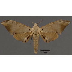 /filer/webapps/moths/media/images/C/commodus_Polyptychus_HT_OUMNH_01.jpg