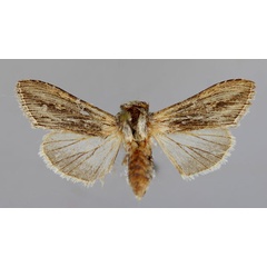 /filer/webapps/moths/media/images/S/syrtana_Cucullia_A_RMCA_01.jpg