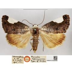 /filer/webapps/moths/media/images/T/tetragonisa_Tarache_HT_NHMUK.jpg