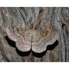 /filer/webapps/moths/media/images/I/inconspicuaria_Acanthovalva_A_Roland_01.jpg