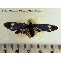 /filer/webapps/moths/media/images/E/esmeralda_Astyloneura_A_OUMNH.jpg