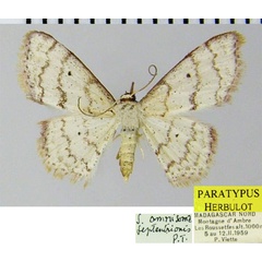 /filer/webapps/moths/media/images/S/septentrionis_Scopula_PTF_ZSM.jpg