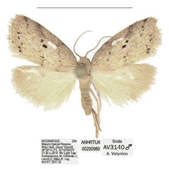 /filer/webapps/moths/media/images/S/similis_Spatulosia_HT_ANHRT.jpg