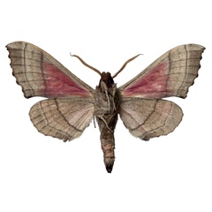 /filer/webapps/moths/media/images/A/angelika_Rufoclanis_PTM_EMEMb.jpg