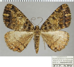 /filer/webapps/moths/media/images/S/sima_Xylopteryx_AF_ZSM.jpg