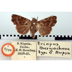 /filer/webapps/moths/media/images/T/thermochroa_Eriopus_HT_BMNH.jpg