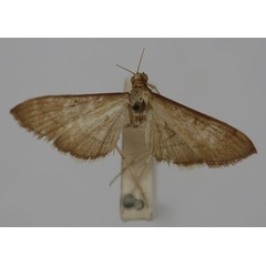 /filer/webapps/moths/media/images/M/macaralis_Bradina_ST_BMNH.jpg