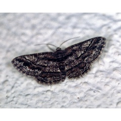/filer/webapps/moths/media/images/A/ascaphes_Zamarada_A_Roland_01.jpg