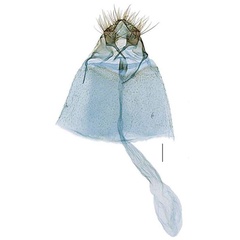 /filer/webapps/moths/media/images/C/cingulata_Gibbovalva_GFPT_RBINS.jpg