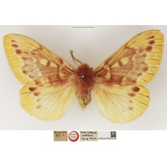 /filer/webapps/moths/media/images/P/pulchra_Lechriolepis_HT_NHMUK.jpg