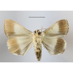 /filer/webapps/moths/media/images/M/mejanesi_Ophiusa_A_MGCLb_01.jpg