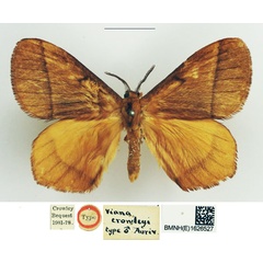 /filer/webapps/moths/media/images/C/crowleyi_Vianga_HT_NHMUK.jpg