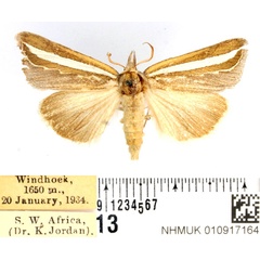 /filer/webapps/moths/media/images/A/argentifascia_Leiorhynx_AM_BMNH.jpg