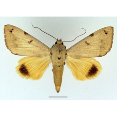 /filer/webapps/moths/media/images/T/tirhaca_Ophiusa_AM_Basquin_02.jpg