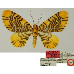 /filer/webapps/moths/media/images/T/thermastobrita_Chloroclystis_HT_ZSMa.jpg