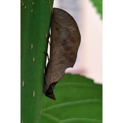 /filer/webapps/moths/media/images/O/ornithopotis_Hemiceratoides_A_Akitea.jpg