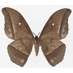 /filer/webapps/moths/media/images/E/eblis_Gonimbrasia_AM_Basquinb.jpg