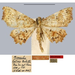 /filer/webapps/moths/media/images/L/leptinia_Micraeschus_HT_MNHN.jpg