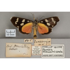 /filer/webapps/moths/media/images/A/aemulatrix_Eusemia_HT_OUMNHb.jpg