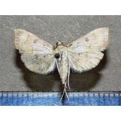 /filer/webapps/moths/media/images/V/verminalis_Herpetogramma_A_Goff_03jpg.jpg