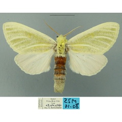 /filer/webapps/moths/media/images/N/nicholsonrobertsi_Antheua_PTF_ZSM.jpg