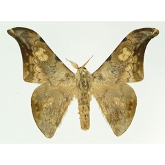/filer/webapps/moths/media/images/V/vestigiata_Orthogonioptilum_AM_Basquin.jpg