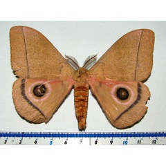/filer/webapps/moths/media/images/H/hecate_Gonimbrasia_A_Goff.jpg