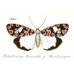 /filer/webapps/moths/media/images/V/venusta_Utetheisa_STF_Hubner_90-521.jpg