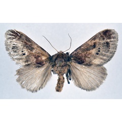 /filer/webapps/moths/media/images/M/melanosticta_Ctenolita_AF_NHMO.jpg