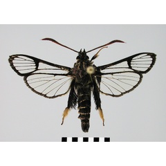 /filer/webapps/moths/media/images/F/flavitarsa_Melittosesia_HT_SMNS.jpg