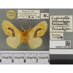 /filer/webapps/moths/media/images/S/stenobia_Euproctis_PT_BMNHa.jpg