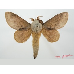 /filer/webapps/moths/media/images/H/honrathii_Pachytrina_AM_Alberta_01.jpg