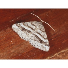 /filer/webapps/moths/media/images/G/grisescens_Chiasmia_A_Roland.jpg